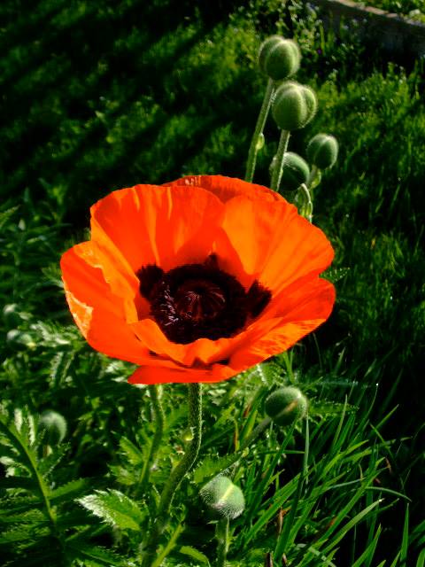 936805_10151688239635185_1558445074_n